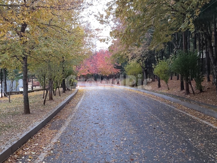 풍경,길,way,tree,도로,road,가을,autumn
