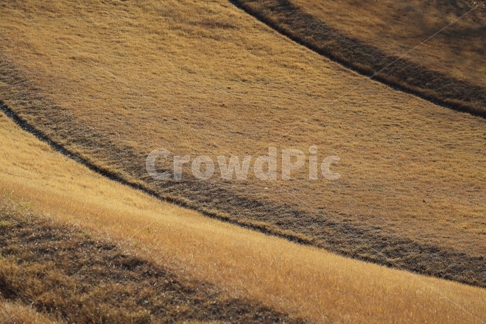 잔디,풀,정원용,lawngrass,가을,가을,계절,fall,autumn,season,자연,풍경,nature,landscape,soil,흙,sand,모래,outdoors,옥외,ground,바닥