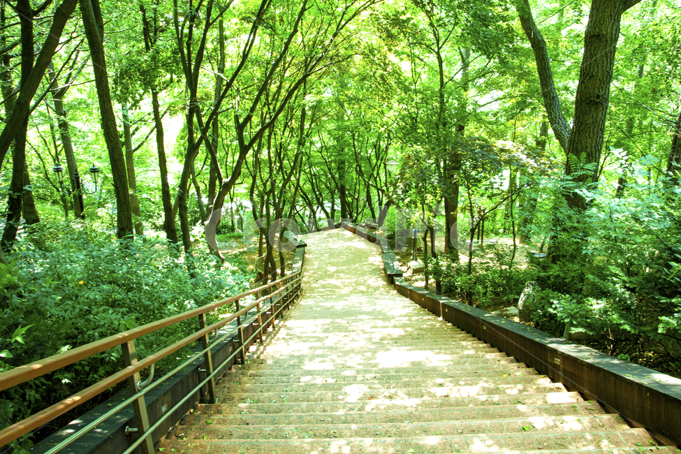 산책로,길,숲길,숲,나무,초록,초록색,산책,자연,풍경,nature,landscape,outdoors,옥외,garden,정원