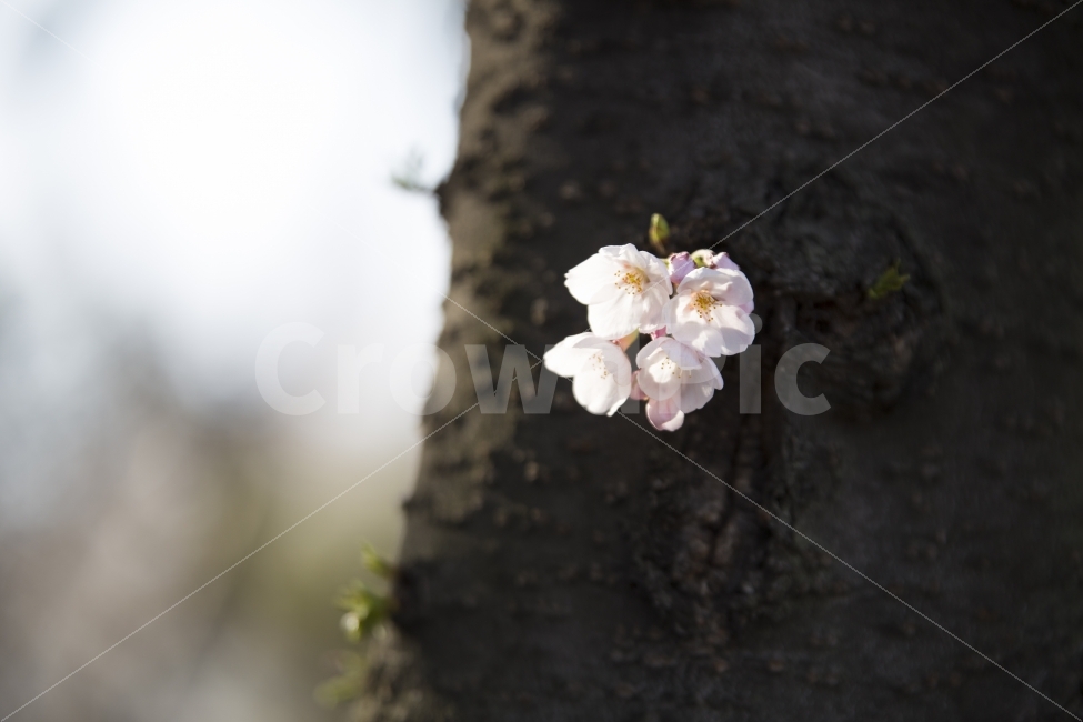 벚꽃,봄,봄꽃,봄날,따뜻,분홍,flower,spring,자연,nature,cherryblossom,봄,계절,spring,season,식물,자연,plants,nature,꽃,flower,plant