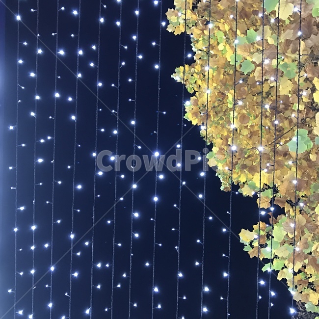 조명,크리스마스,단풍,가을,단풍잎,가을밤,밤하늘,빛,이브,가을바람,산책