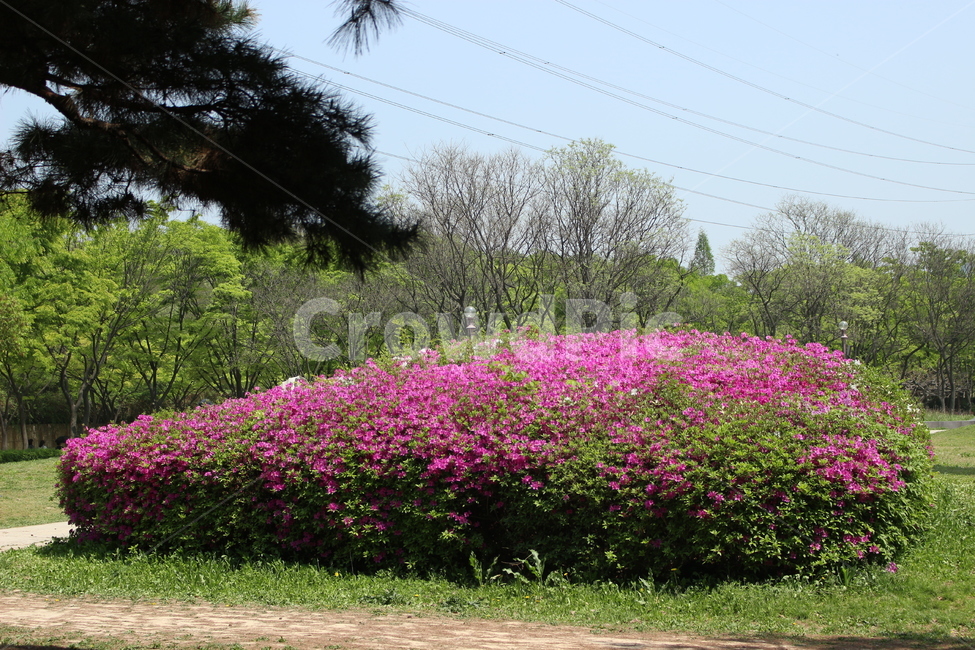 철쭉,진달래,꽃,봄,개화,인천대공원,공원,자연,풍경,nature,landscape,plant,식물