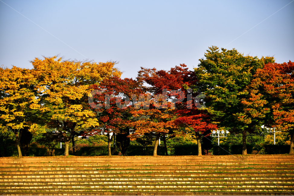 tree,나무,plant,식물,가을,단풍,maple,autumn,fall,가을,계절,fall,autumn,season,식물,자연,plants,nature,나무,trees,wood
