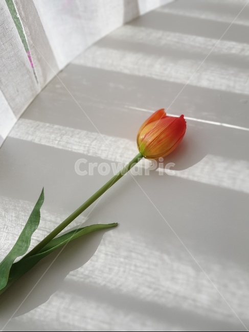 카페,인테리어,흰색,감성,리넨,homedecor,linen,cafe,table,튤립,꽃,flower