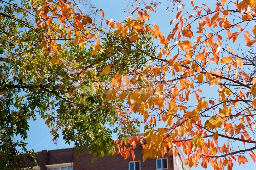 식물,잎,나무,낙엽,가을,plant,leaf,tree,fall,가을,계절,fall,autumn,season