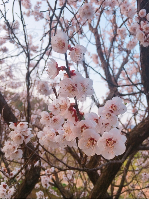 plant,식물,flower,꽃,blossom,cherryblossom,벚꽃,봄,계절,spring,season,식물,자연,plants,nature,꽃,flower