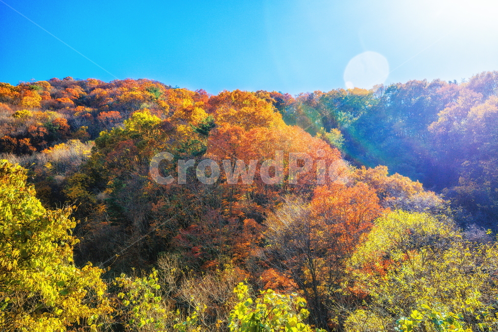 단풍,가을,autumn,fall,계절,가을,계절,fall,autumn,season,자연,풍경,nature,landscape,tree,나무,plant,식물