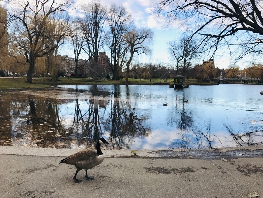 호수,오리,공원,duck,park,animal,lake,동물,animal,조류,새,birds