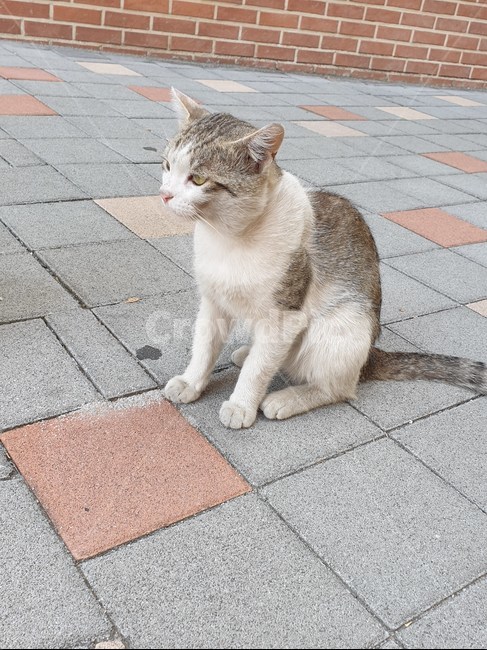 길양이,길냥이,고양이,cat,load,길고양이,동물,animal,포유류,mammal,고양이,cat,kitten,kitty