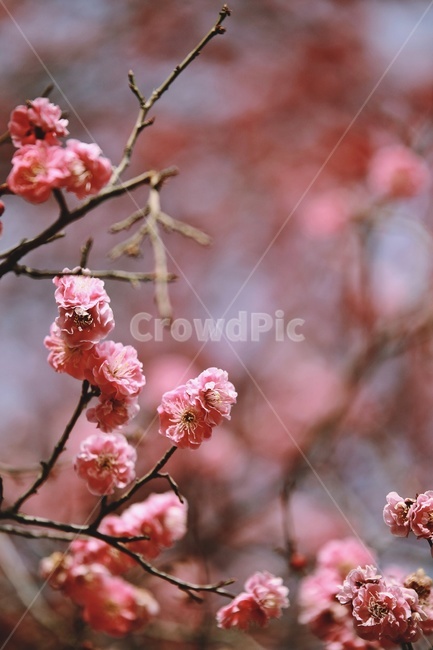 홍매화,매화,꽃,apricotflower,pinkflower,봄,계절,spring,season,식물,자연,plants,nature,꽃,flower,plant,blossom
