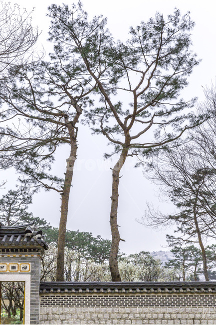 소나무,정원,돌담,문양,무늬,기와,한국전통,한국문화,korean traditional,korean culture,식물,자연,plants,nature,나무,trees,wood,건축물,건물외관,exterior,building,structure,architecture,construction