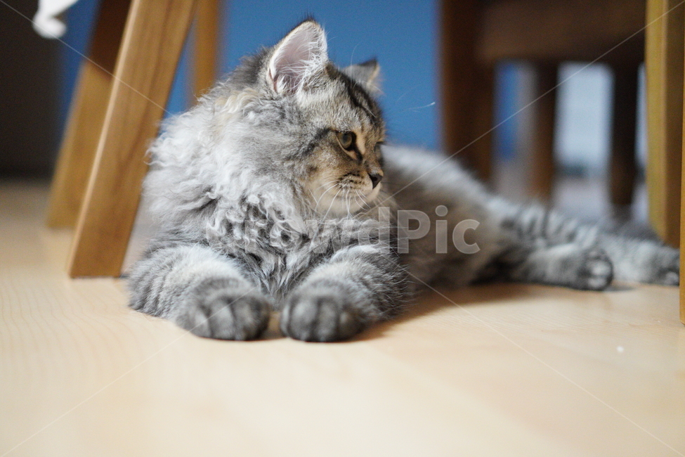 고양이,어린고양이,귀여운고양이,페르시안고양이,냥이,야옹이,반려묘,cat,cutecat,동물,animal,포유류,mammal,고양이,cat,kitten,kitty
