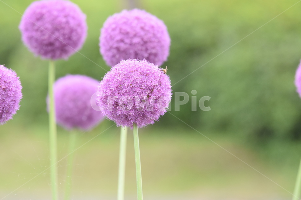 식물,꽃,알리움,벌,곤충,보라,보라꽃,보라색,purple,flower,식물,자연,plants,nature,꽃,flower