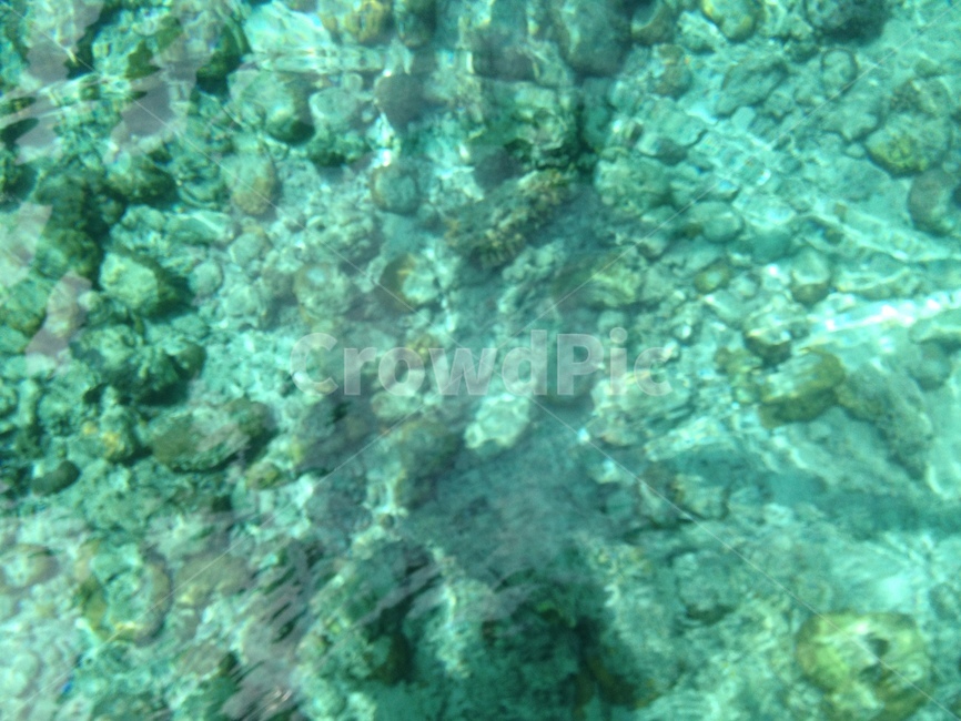 바다,자연,sea,물,암초,nature,자연,풍경,nature,landscape,water,outdoors,옥외,ocean,대양,animal,동물,reef,sea life,해양 생물,coral reef,산호초