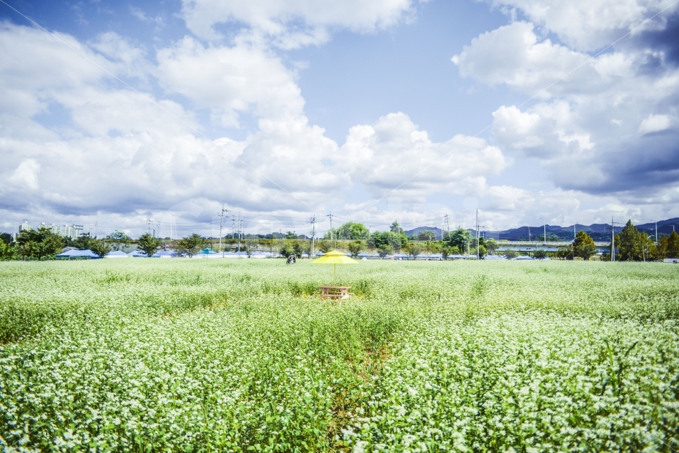 메밀꽃,꽃,여름,풍경,사진,자연,풍경,nature,landscape,여름,계절,summer,season,field,들,grassland,목초지,outdoors,옥외,rural,농촌,farm,농장,meadow