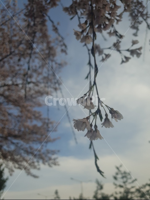 풍경,꽃,벚꽃,청초한,해질녘