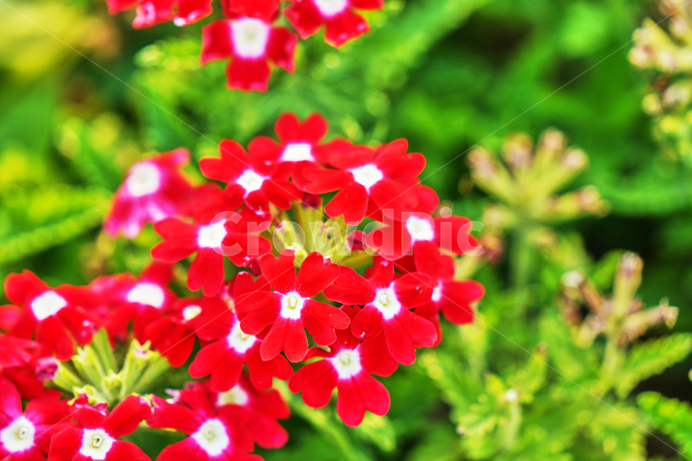 꽃,여름,식물,자연,나들이,식물,자연,plants,nature,꽃,flower