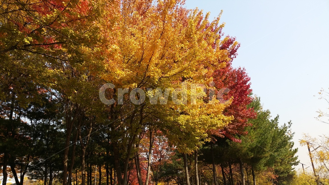 단풍나무,단풍길,나무,가을길,가을,식물,단풍,가을,계절,fall,autumn,season,자연,풍경,nature,landscape,나무,trees,wood,tree,plant,maple