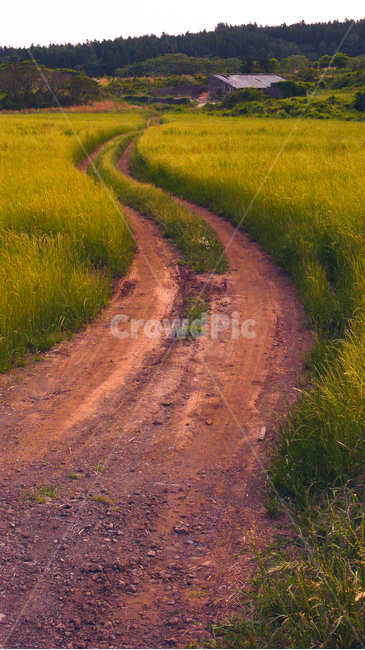 길,제주도밭,보리밭,황토길,진흙,흙길,ground,도로,road,dirtroad,들