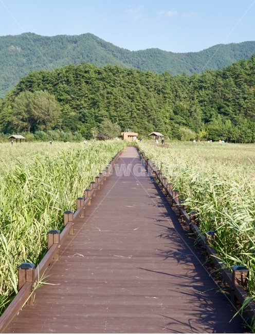 outdoors,옥외,자연,습지,곧은길,직진,순천만습지,순천,갈대밭,갈대,여름갈대,전남,nature