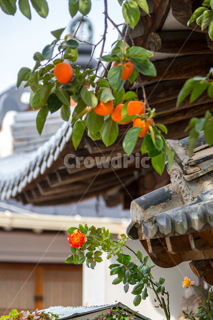 감나무,감,주황색,가을,가을풍경,배경,멋짐,한적,그림,자연,낮,홍시,아웃포커스,과일,가을과일,음식,지붕,나무,멋스러운,초록,맛,힐링,관광,행복,푸른,한옥,시골풍경,멋스러움,시골,구경,한국전통,한국문화,korean traditional,korean culture,과일,열매,fruit