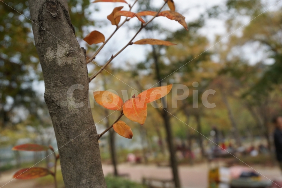 가을,가을사진,가을느낌,감성사진,단풍,가을단풍,깊어가는가을,가을,계절,fall,autumn,season,식물,자연,plants,nature,plant,leaf,잎,tree,나무