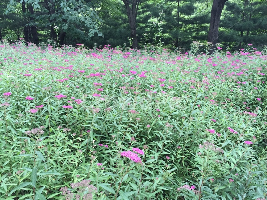 plant,식물,풀,숲속,꽃,flower,blossom,봄,초록,꽃밭,푸릇,nature,자연