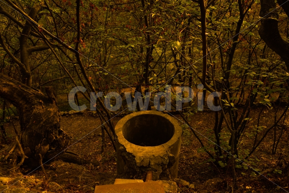 나무,숲,우물,어둠,공포,가을,계절,fall,autumn,season,자연,풍경,nature,landscape,식물,plants,나무,trees,wood