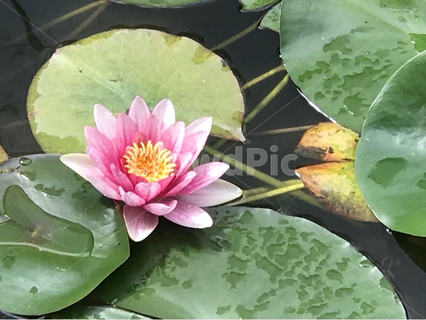 연꽃,꽃,연못,진흙,순결,순수,식물,자연,plants,nature,꽃,flower
