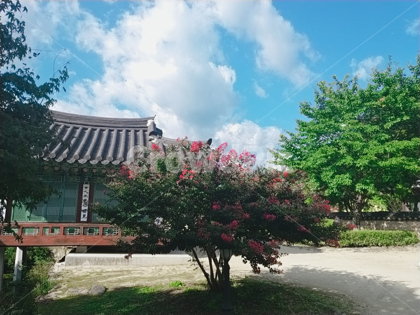 꽃,tree,나무,plant,식물,가로등,하늘,구름,초록,기와,한국전통,전통,선비촌,마을,산,풀,붉은색,꽃나무,꽃나무,기와집,그늘