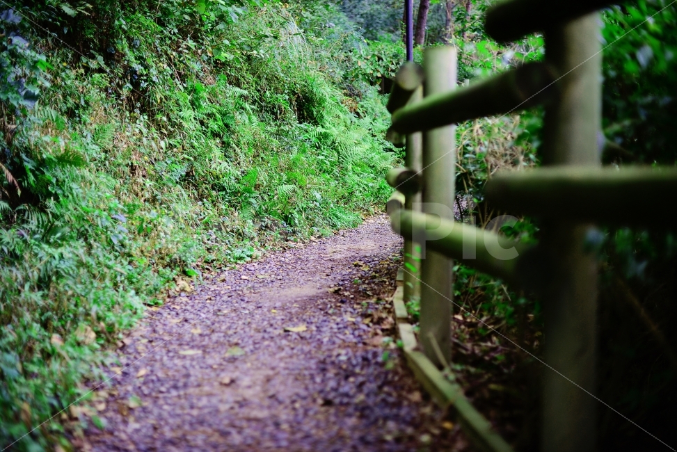 숲속,숲길,자연,힐링,감성,자연주의,자연,풍경,nature,landscape,gravel,자갈,dirt road,흙길,road,도로,ground,바닥