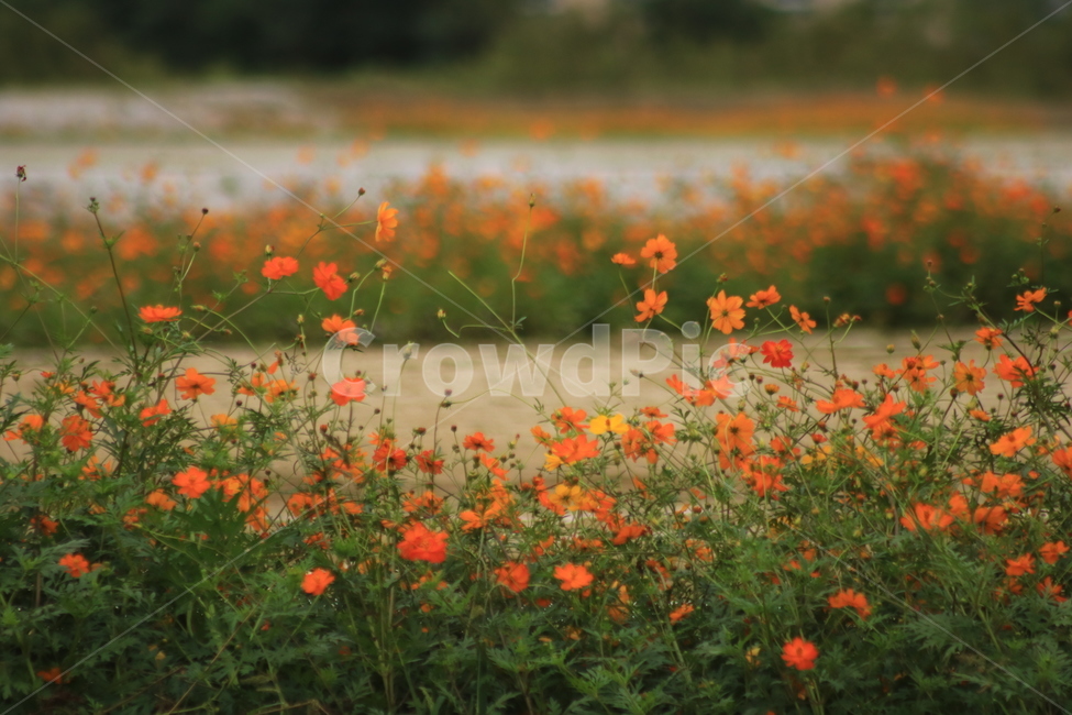 코스모스,꽃,가을꽃,outdoors,옥외,field,들,식물,노란꽃,식물,자연,plants,nature,꽃,flower