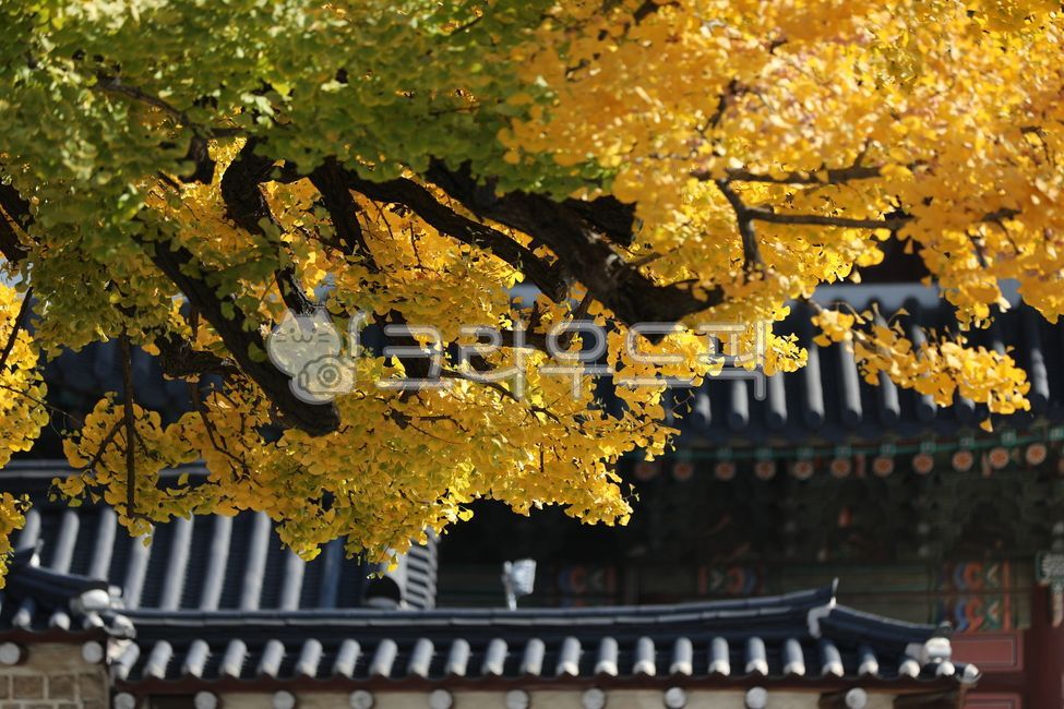 창덕궁,궁궐,단풍,기와,한국전통,가을,한옥,가을풍경,은행나무,고풍