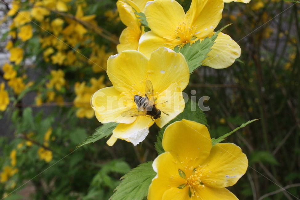 bee,벌,꿀벌,꽃,곤충,식물,자연,plants,nature,꽃,flower