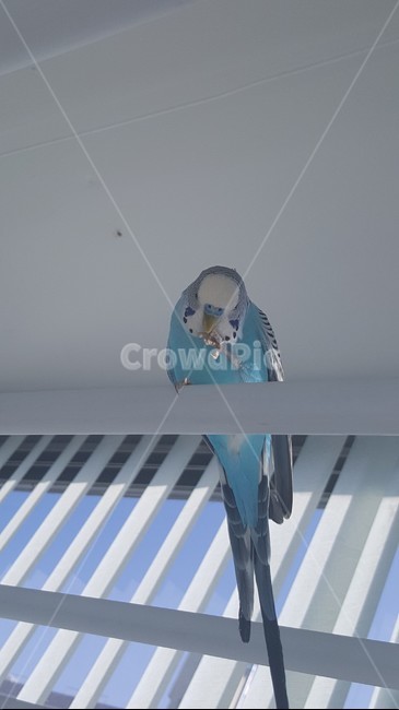새,다듬는,귀여운,반려동물,잉꼬,bird,blue,family