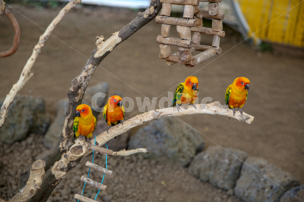 제주화조원,화조원,동물원,앵무새,새,조류,동물,animal,조류,새,birds
