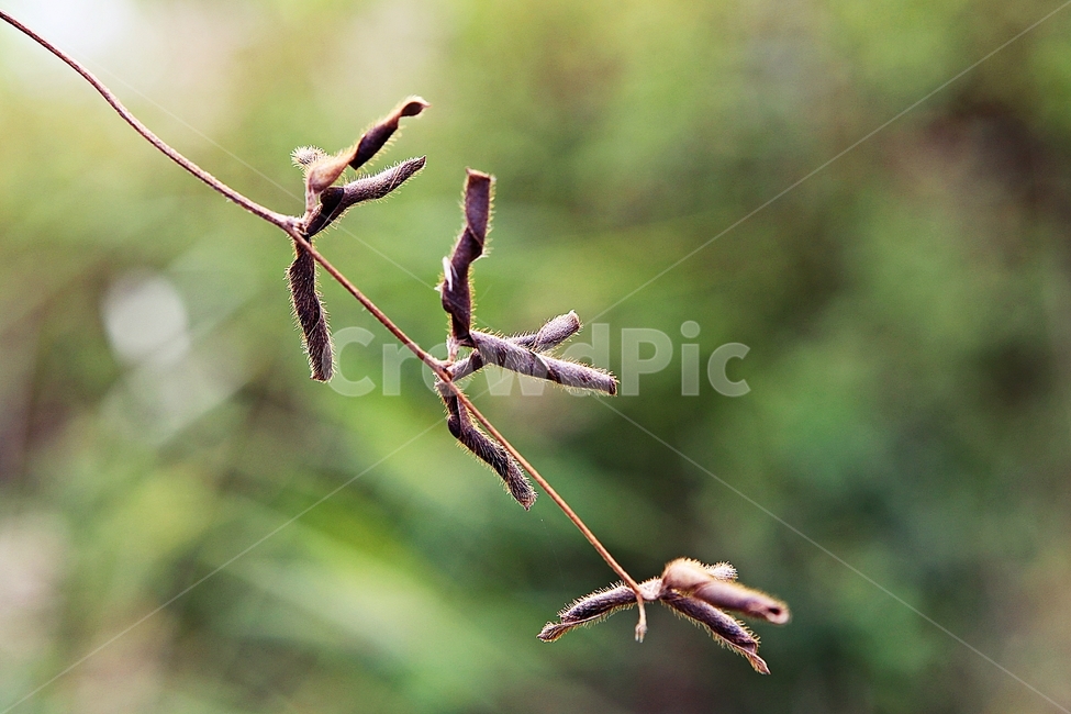 낙엽,식물,잡초,넝쿨식물,가을,마른풀,자연,식물,자연,plants,nature