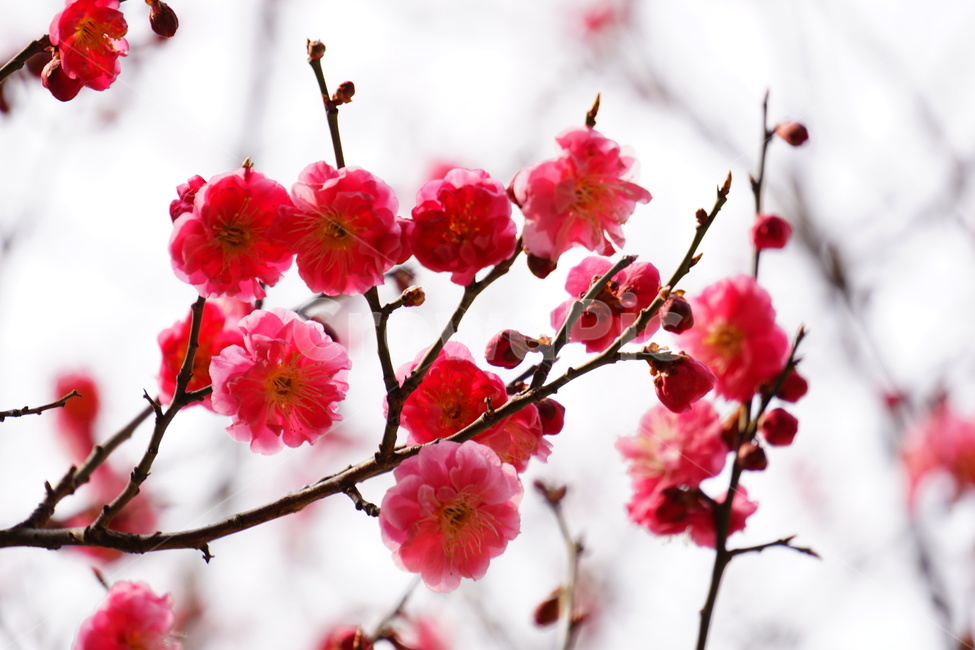 홍매화,봄,꽃,봉은사,감성,봄,계절,spring,season,식물,자연,plants,nature,꽃,flower,plant