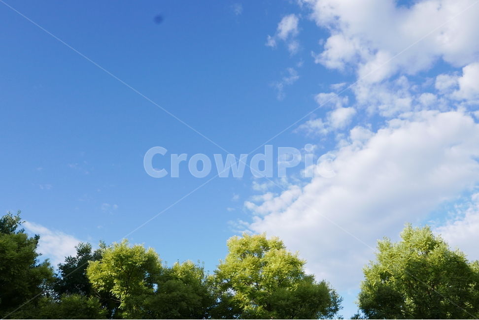 하늘,자연,나무,풍경,맑음,자연,풍경,nature,landscape,outdoors,옥외