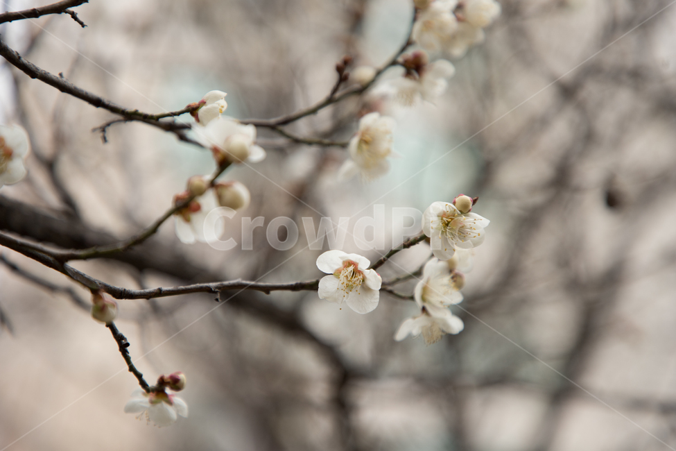 봄,나무,매화나무,매화나무꽃,꽃,봄,계절,spring,season,식물,자연,plants,nature,꽃,flower,plant,blossom