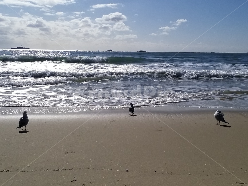 nature,자연,animal,동물,bird,새,옥외,outdoors,물,water,sea,바다,파도