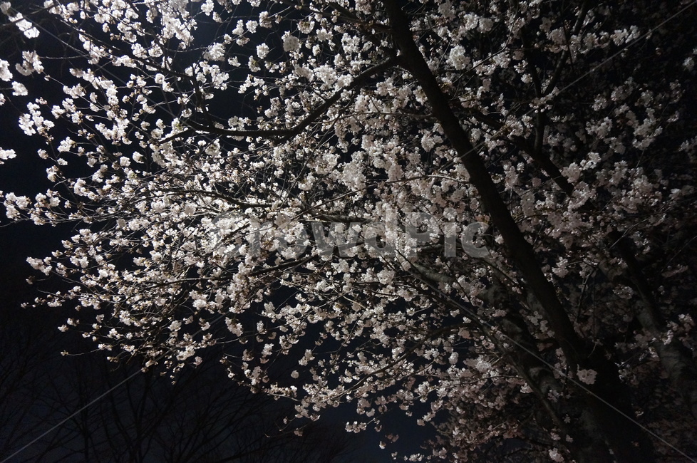 벚꽃,blossom,야경,여의도,윤중로,벚꽃놀이