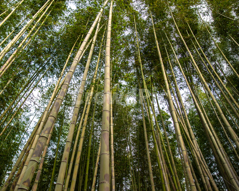 bamboo,bamboo forest,forest,Arashiyama,Kyoto
