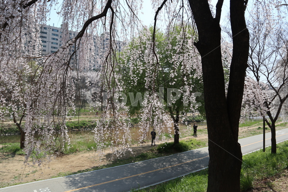 산책길,벚꽃,벚꽃나무,꽃,나무,plant,식물,flower,blossom