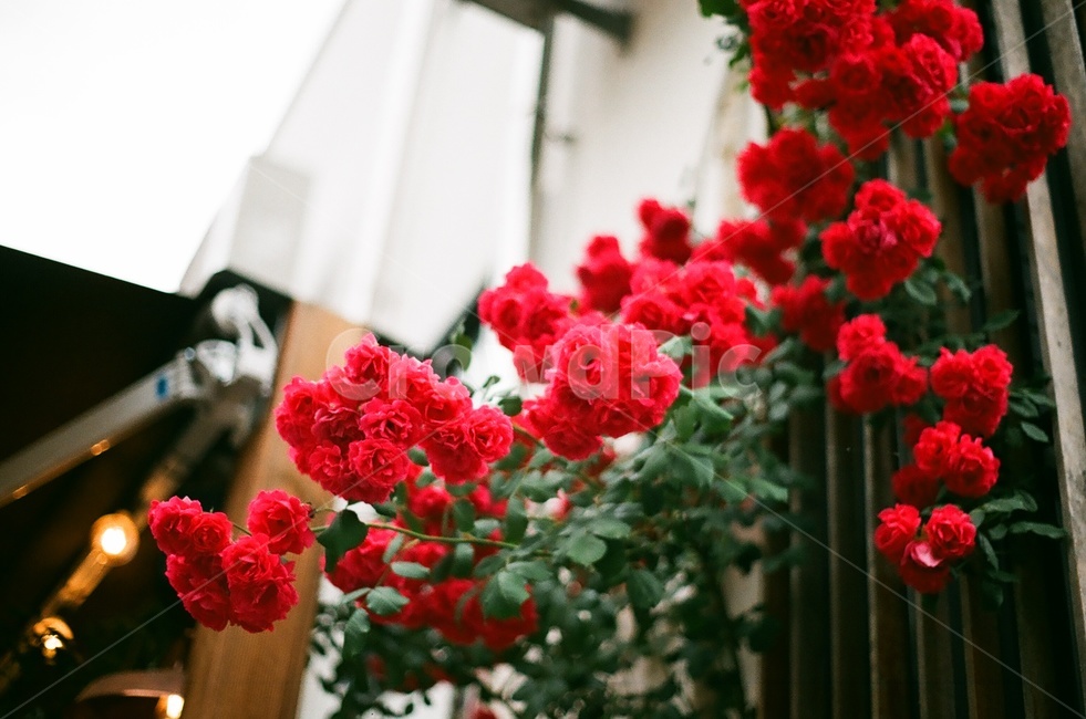 꽃,장미,식물,rose,flower