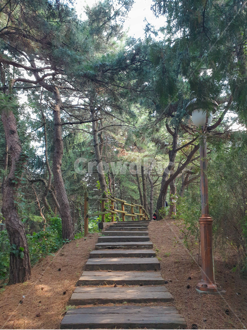 등산길,산책로,나무,자연,산길,숲,정원,공원,산,등산,식물,자연,plants,nature,나무,trees,wood