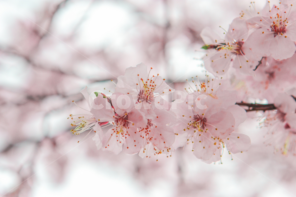 봄,벚꽃,매화,꽃,분홍,핑크,색깔,색감,색상,spring,cherryblossom,blossom,flower,pink,color,봄,계절,spring,season,식물,자연,plants,nature,꽃,flower