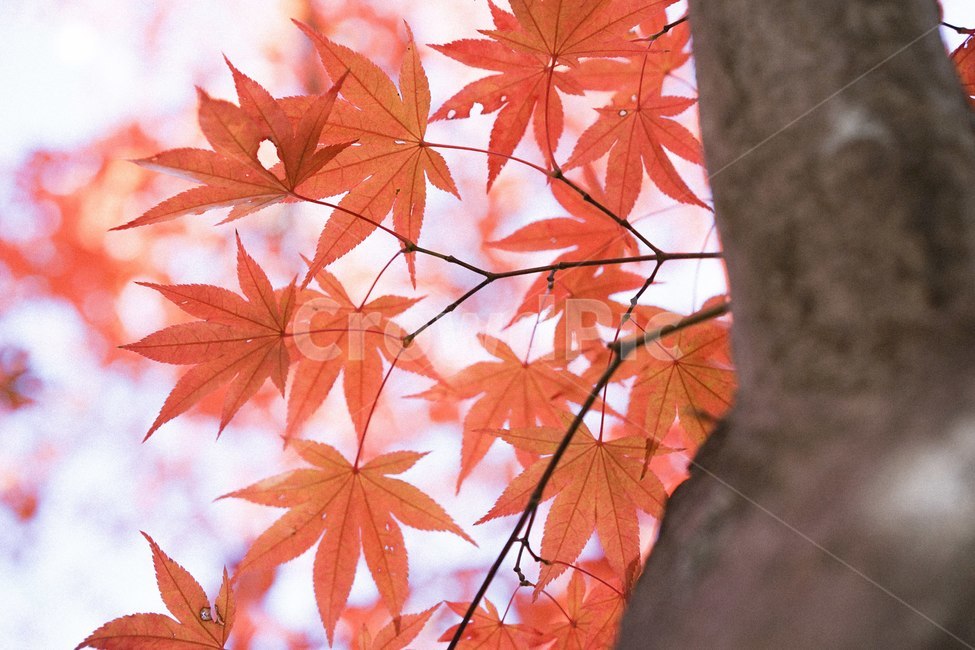 가을,낙엽,단풍,단풍나무,autumn,fall,가을,계절,fall,autumn,season,leaf,잎,plant,식물,tree,나무,maple