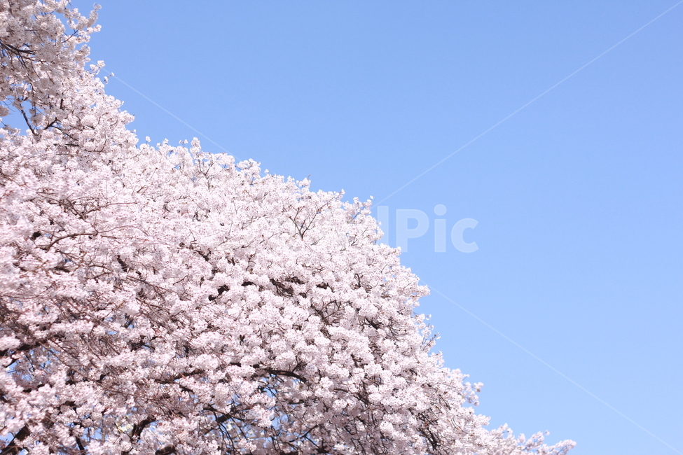 꽃,봄꽃,식물,flower,plants,봄,계절,spring,season,식물,자연,plants,nature,꽃,flower,plant,blossom,cherry blossom,벚꽃