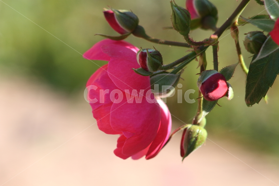 장미,꽃,식물,정원수,rose,식물,자연,plants,nature,꽃,flower